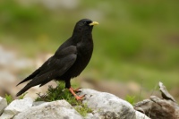 Kavce zlutozobe - Pyrrhocorax graculus - Yellow-billed Chough 7101